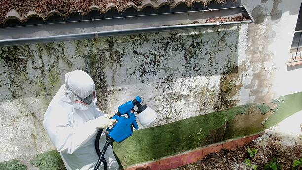 Top rated local Basement Mold Removal specialists in Rockwood, TN